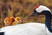 Morning Feeding